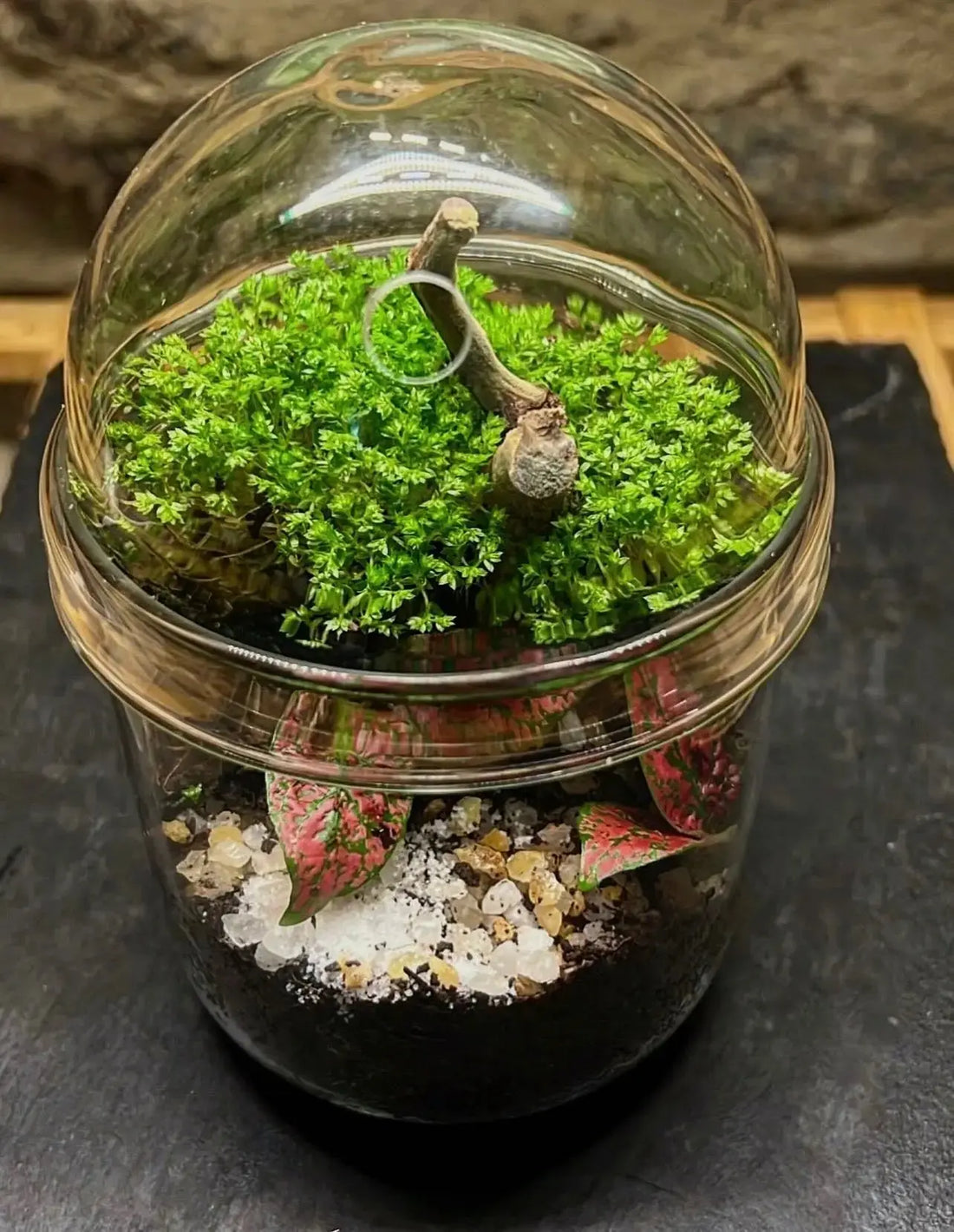 Les terrariums - Boutures et Créations