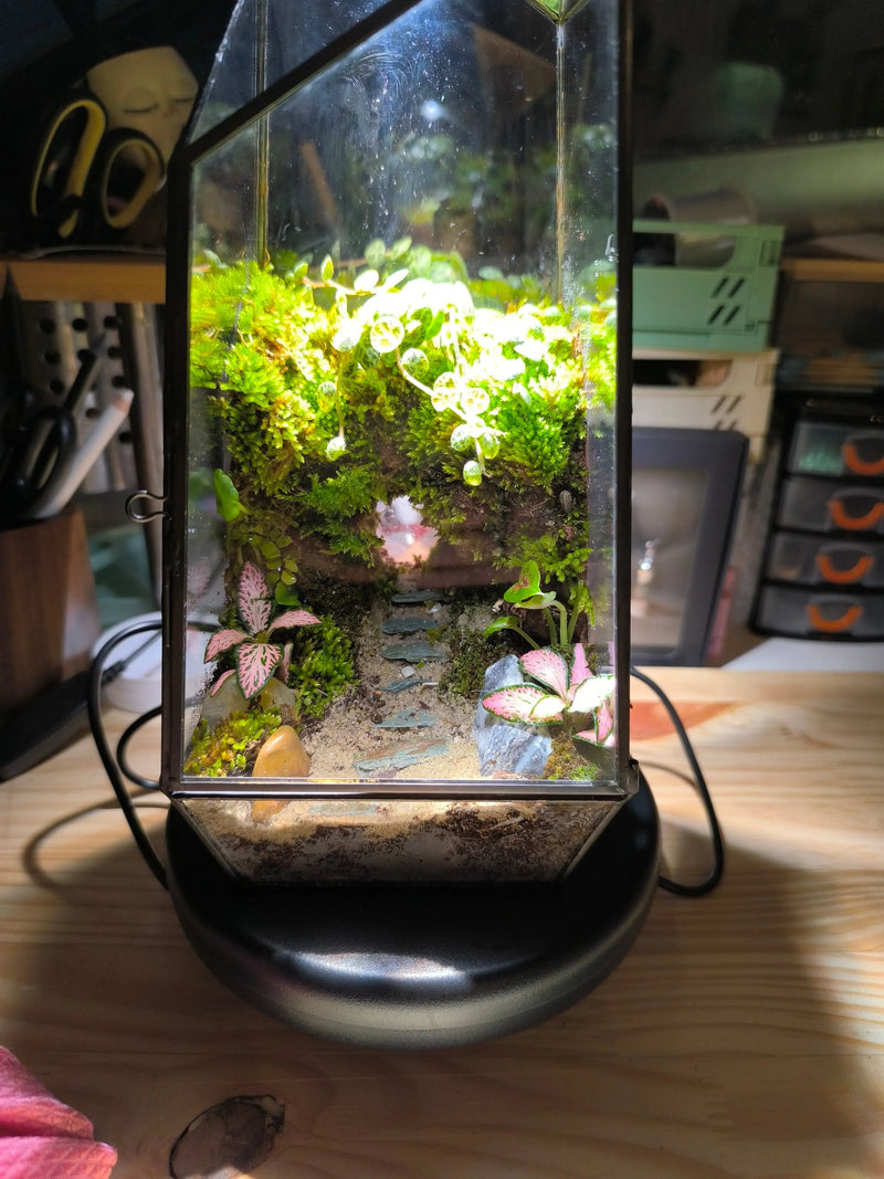 Terrariums Boutures et Créations