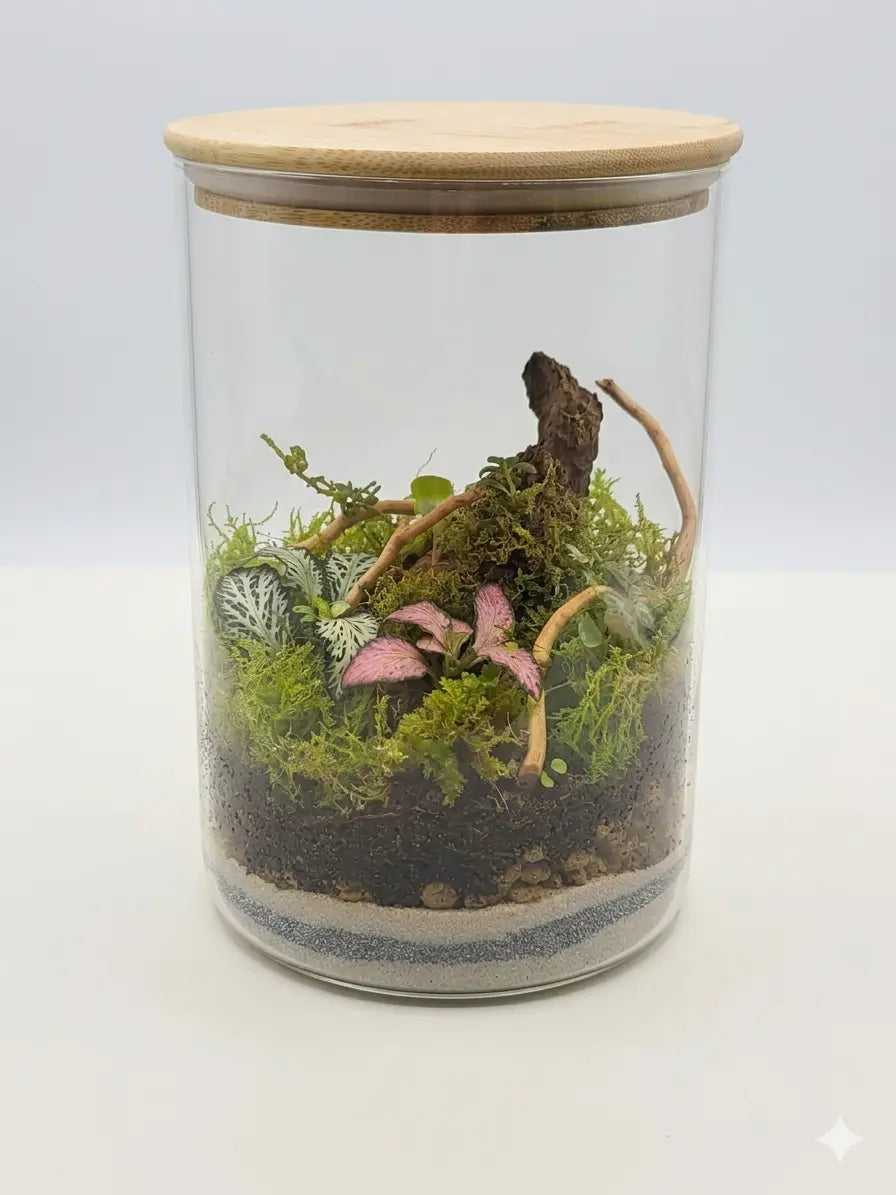 Terrarium Boutures et Créations