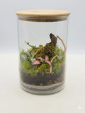 Terrarium Boutures et Créations