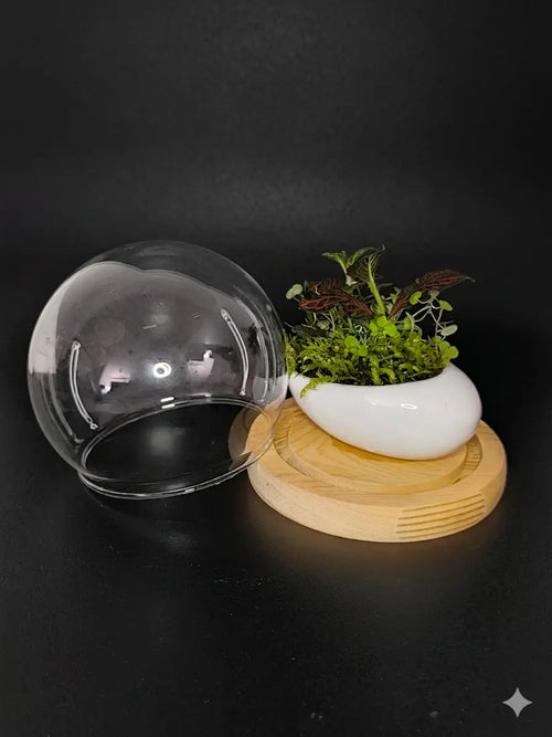Bulle végétale Boutures et Créations