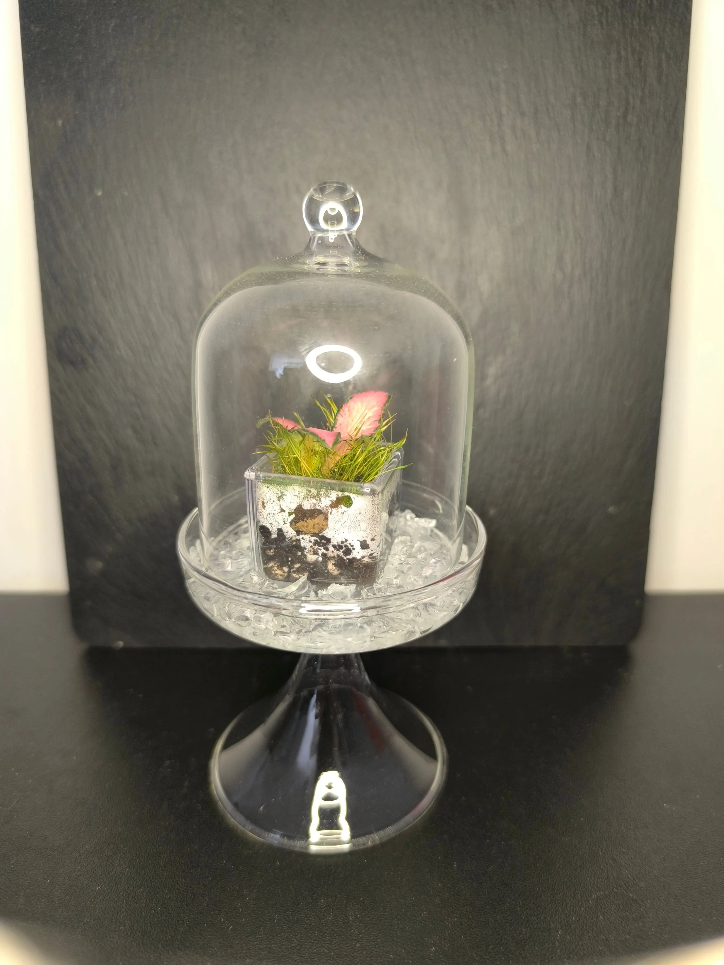 Terrarium miniature Boutures et Créations