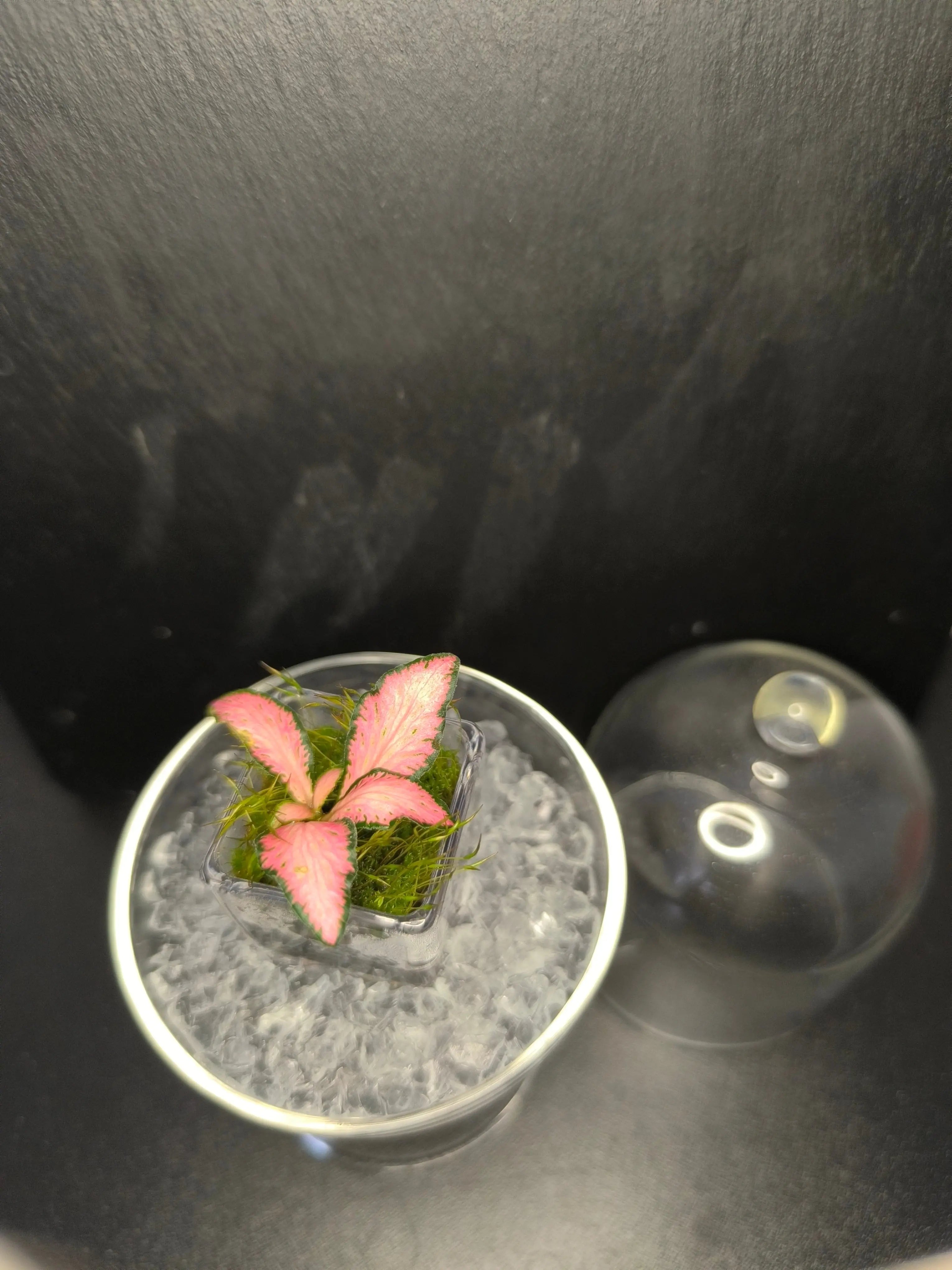 Terrarium miniature Boutures et Créations