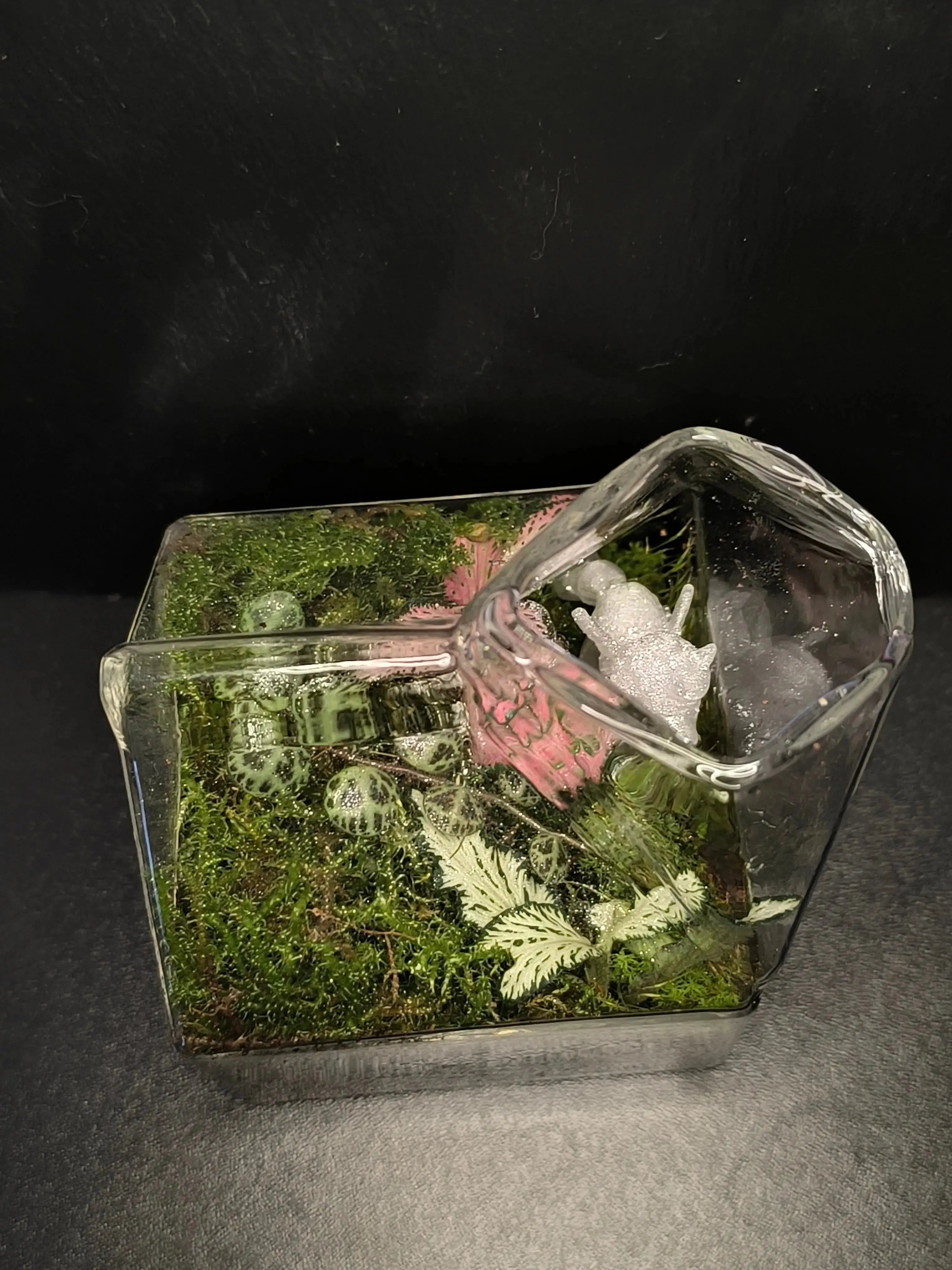 La Forêt Enchantée Boutures et Créations