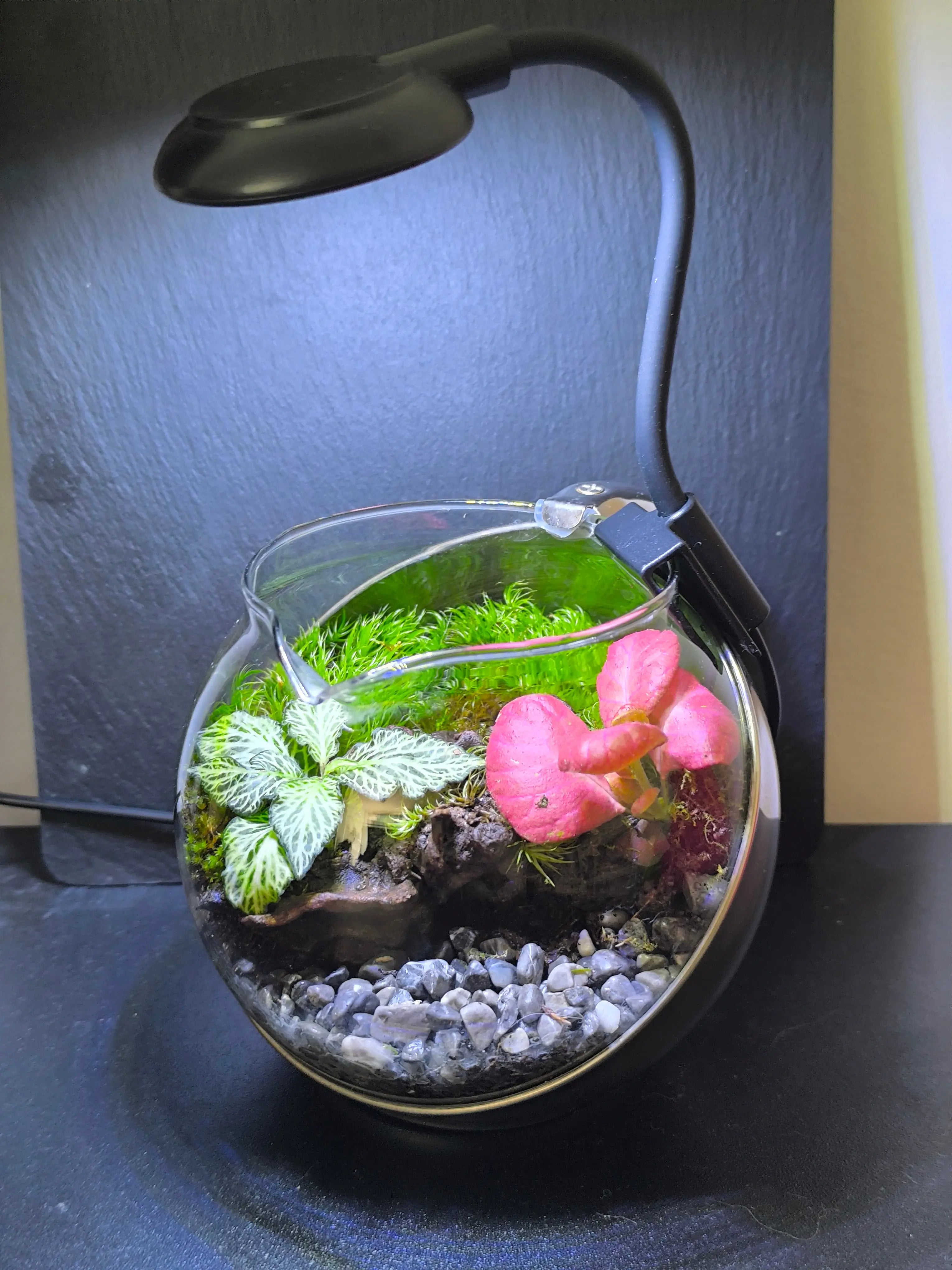 L'Infusion Enchantée Boutures et Créations