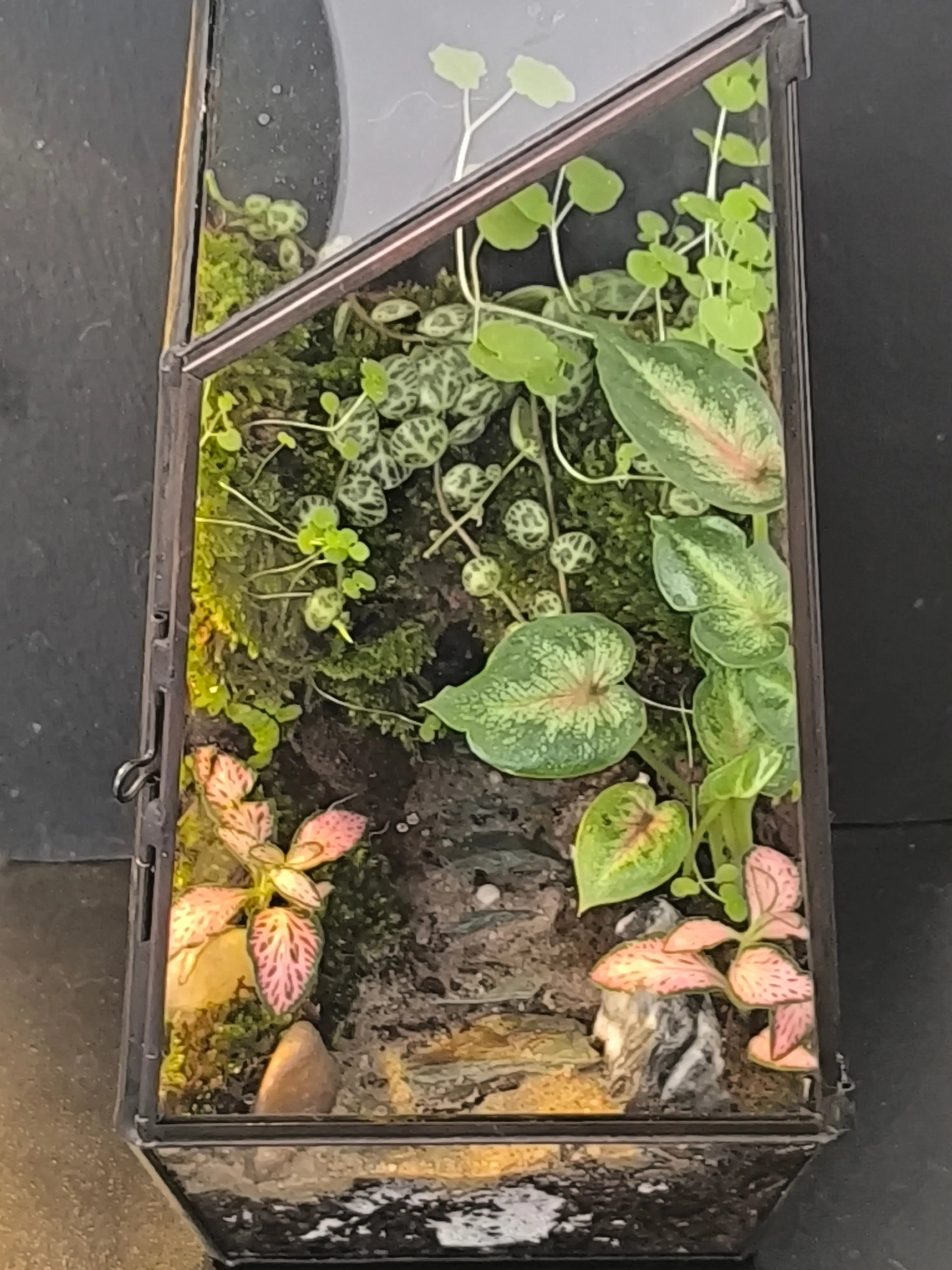 Terrarium en verre géométrique - mini écosystème Boutures et Créations