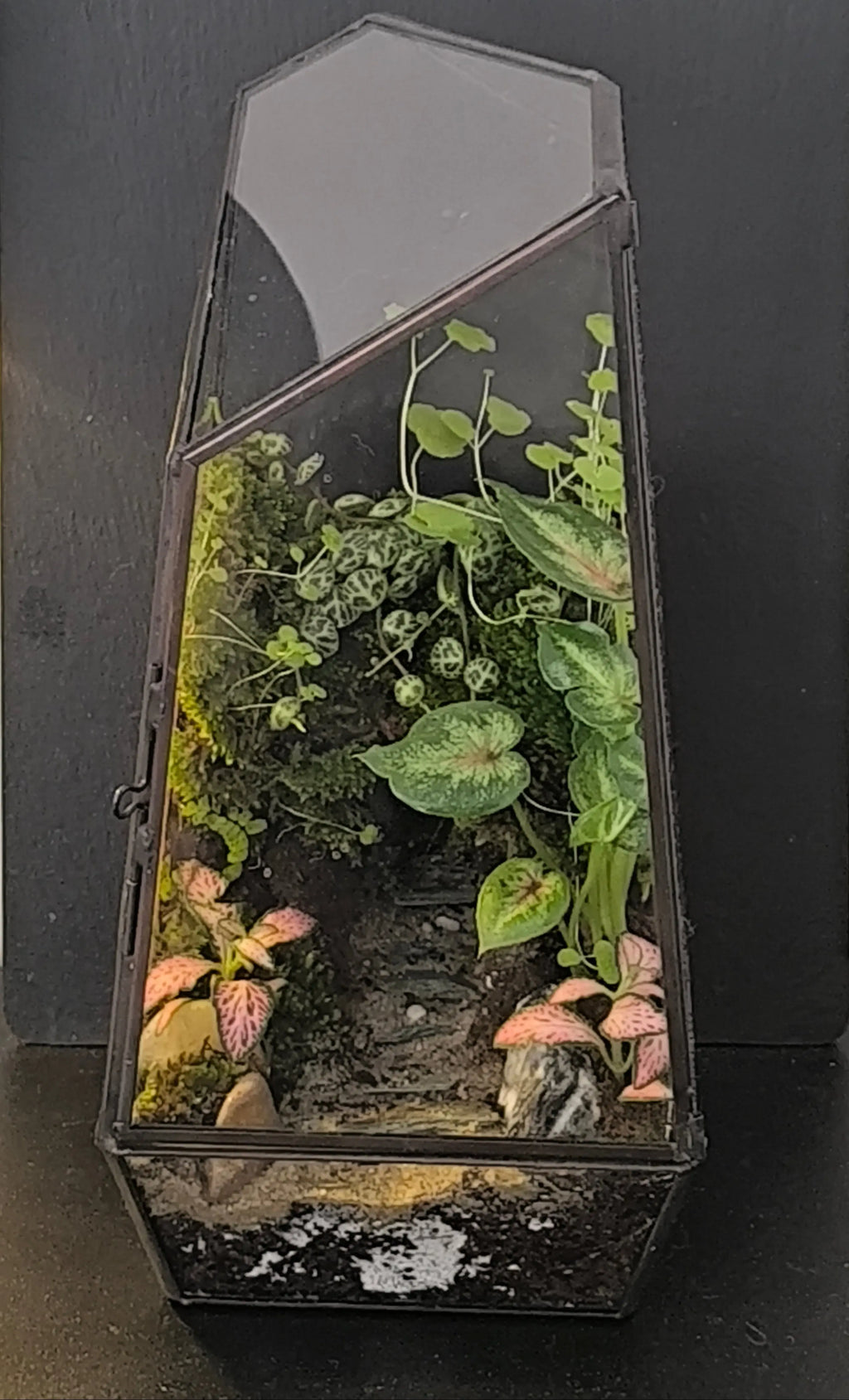 Terrarium en verre géométrique - mini écosystème Boutures et Créations