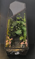 Terrarium en verre géométrique - mini écosystème Boutures et Créations