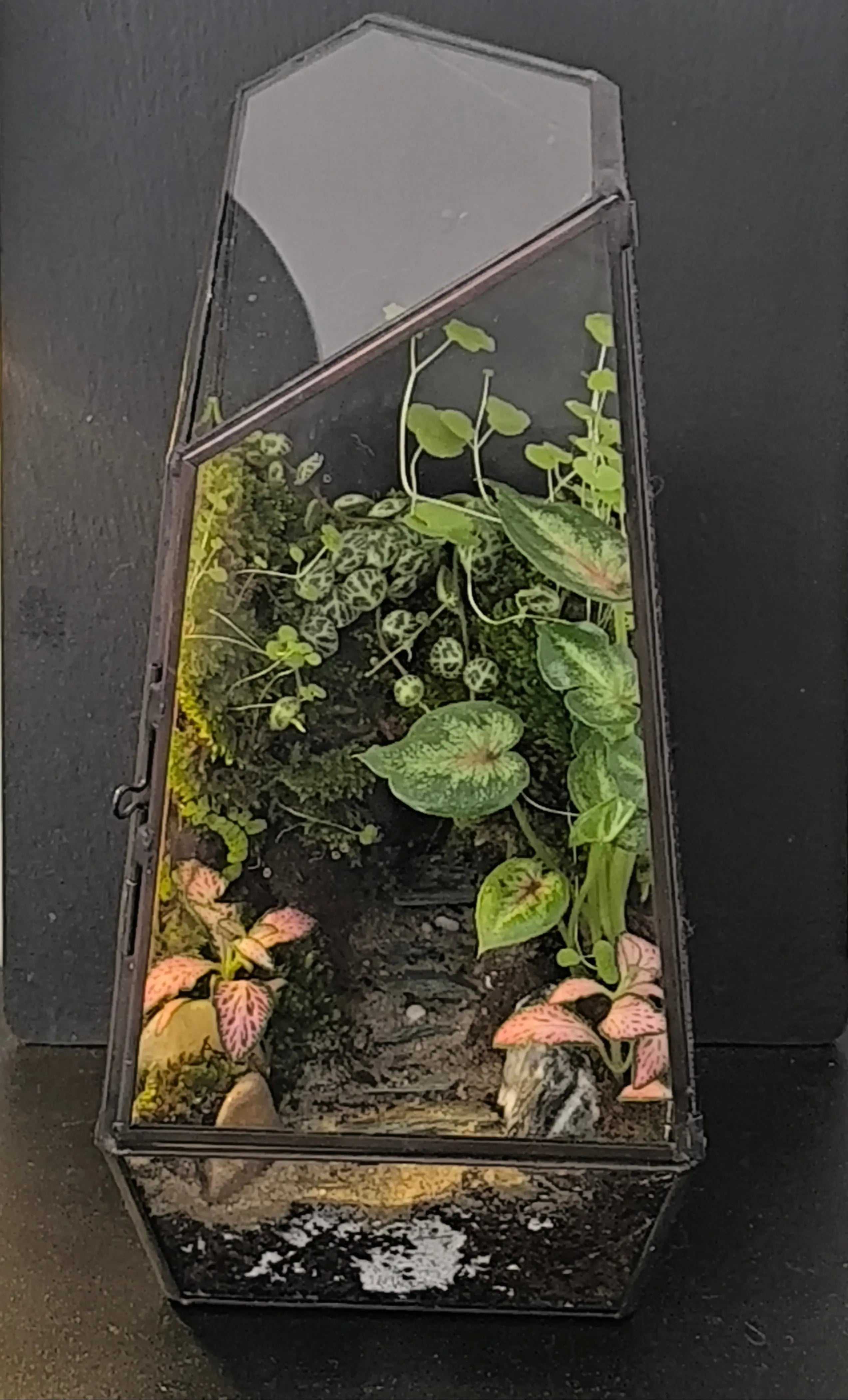 Terrarium en verre géométrique - mini écosystème Boutures et Créations